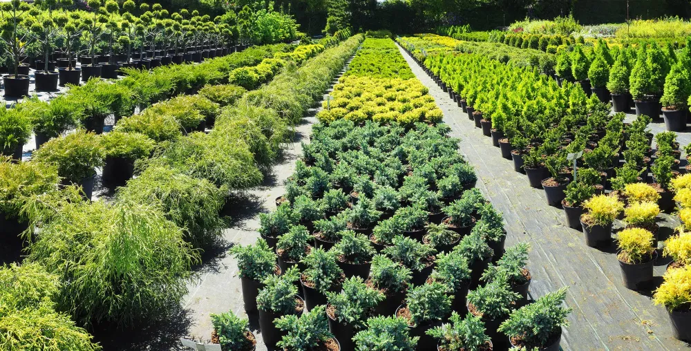 Pépinière à Ille-sur-Têt