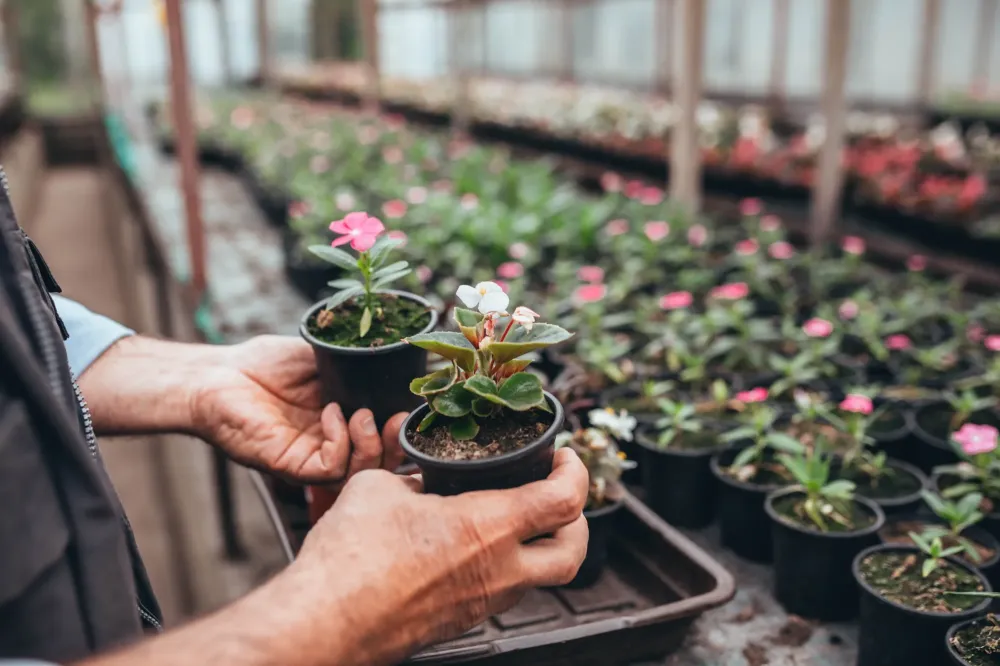 Plante à Ille-sur-Têt