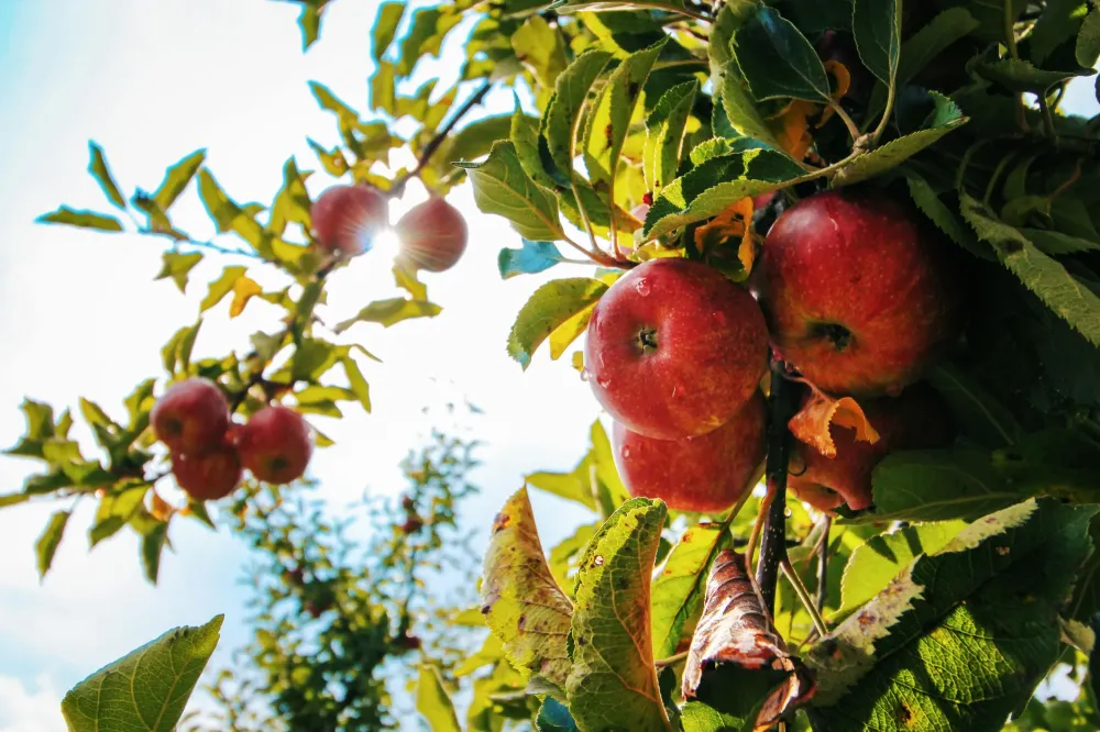 Arbres fruitiers à Ille-sur-Têt