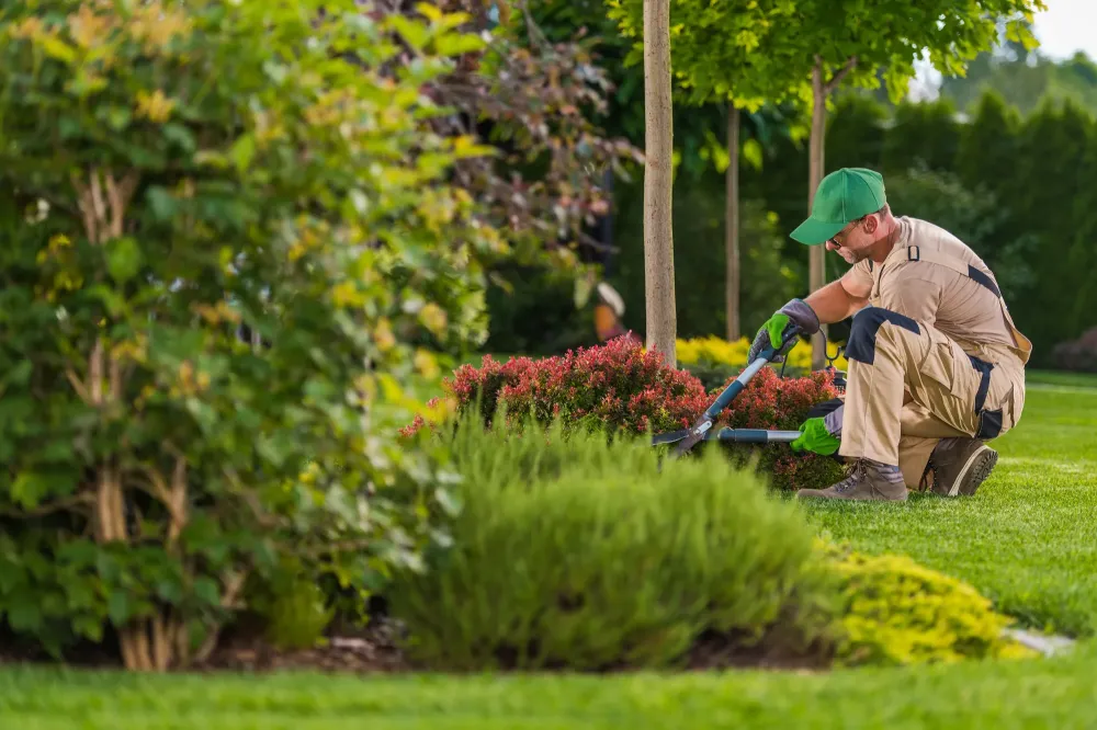 Création de jardin à Ille-sur-Têt