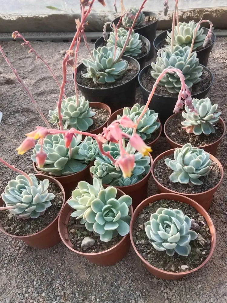 pepiniere-natura-paysage-2